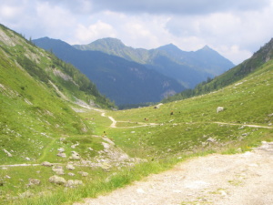 Blick auf das Rinderfeld